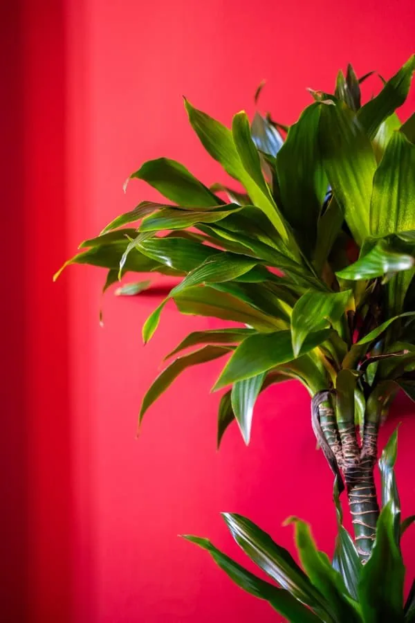 Greenery against the red wall