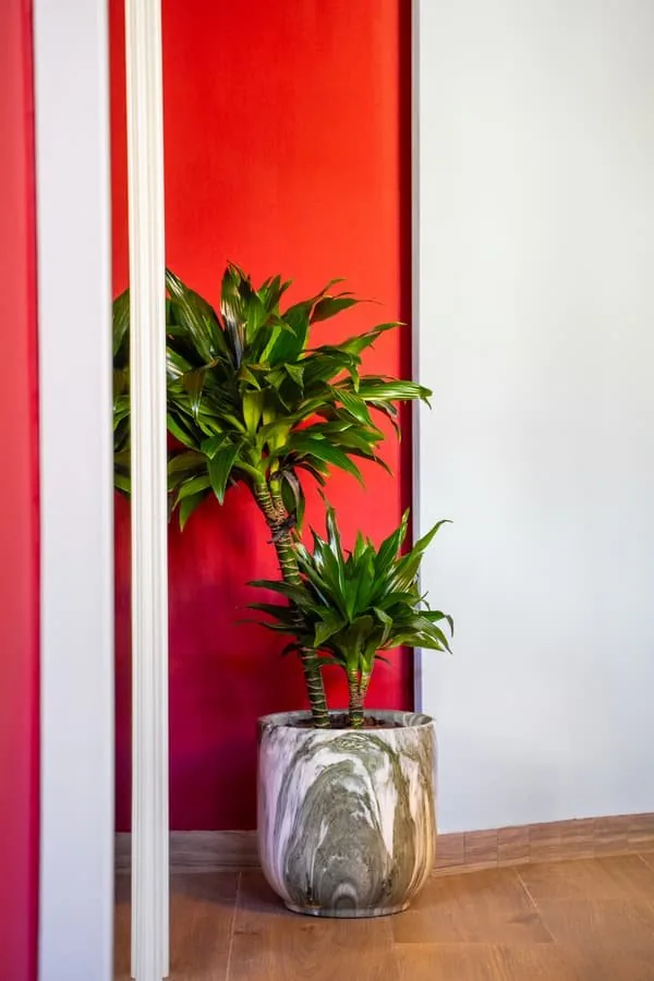 A potted plant in the red corner