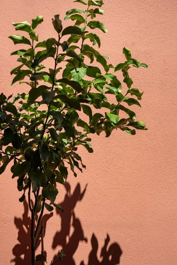 A tree against the ochre wall