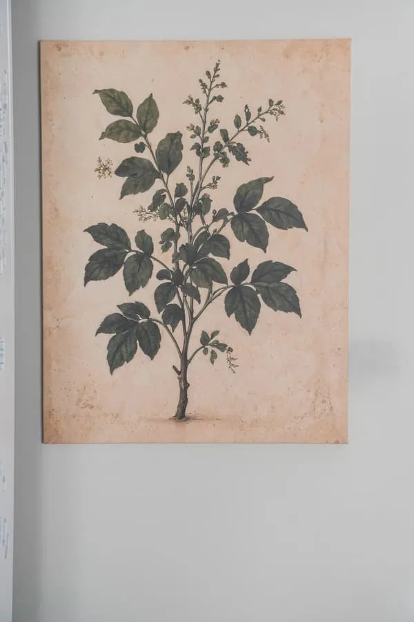 A botanical drawing